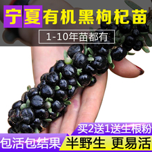 包邮 正宗包存活 野生黑枸杞苗枸杞树苗盆栽地栽南北方种植果树宁夏