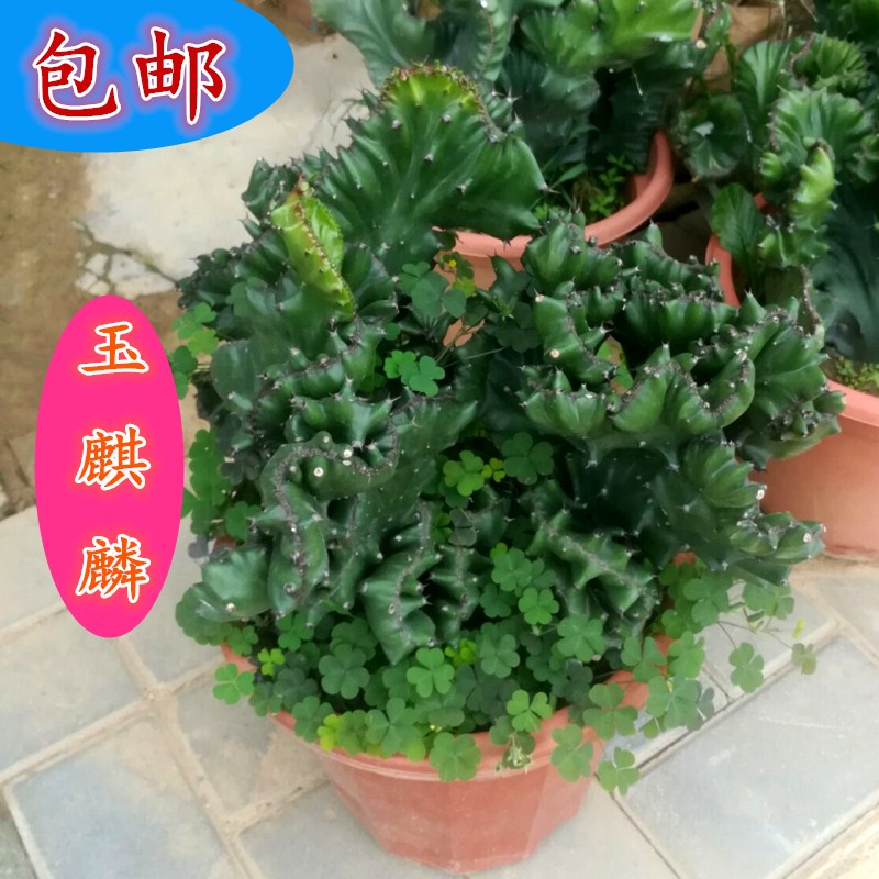 春羽春雨室内植物绿植龙鳞桩盆栽吸甲醛办公盆栽水培盆景花卉