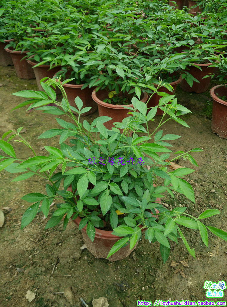 包邮盆栽仙草苗 瑞草 抹草苗 小槐花 三叶草 辟邪吉祥花草