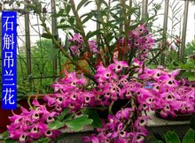 兰花 石斛兰花盆景盆栽兰花 吊兰花 石斛 正宗贵州赤水大丛金钗