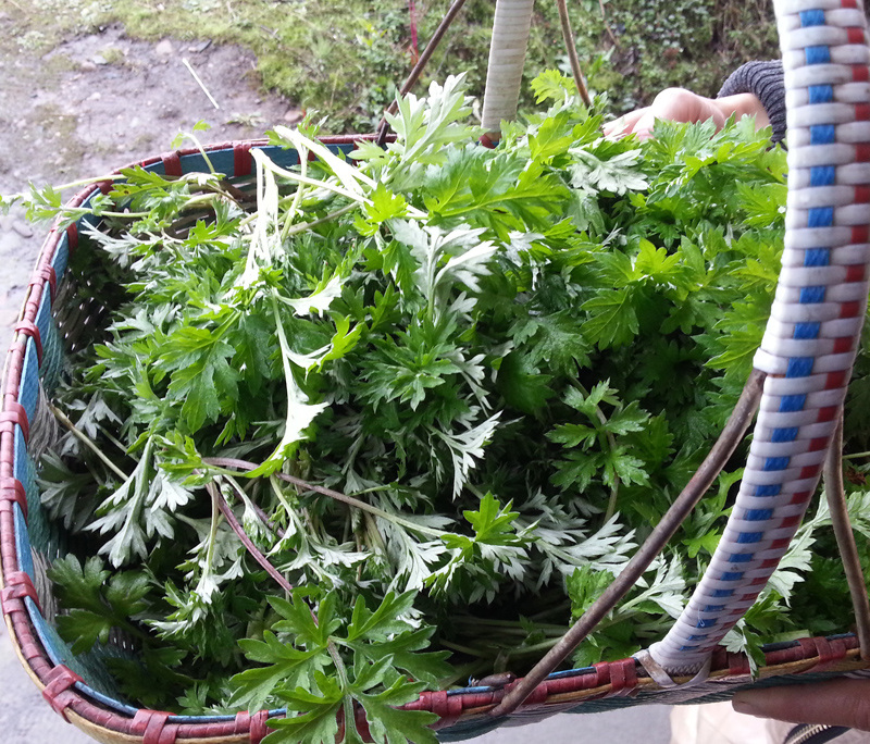 2斤起江浙沪皖包邮 新鲜艾草 野生艾草 艾叶 清明草食用艾草艾叶