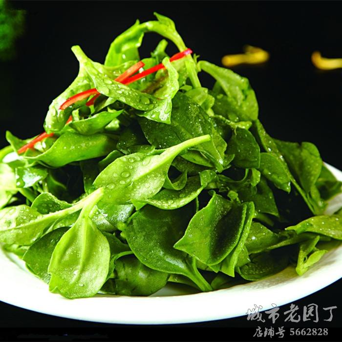 菜用田七种子 养生菜种子 蔬菜种子 蔬菜沙拉 补血佳品特色菜
