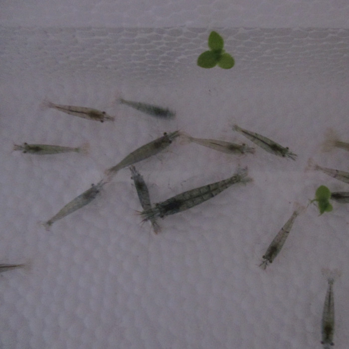 正品[宠物小精灵水晶版]宠物小精灵水晶评测 宠