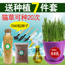 小麦草种子送猫薄荷 包邮 种子猫零食猫咪去毛球猫草种植套装 猫草