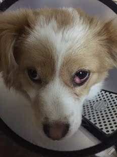 犬第三眼睑增生切除手术上门