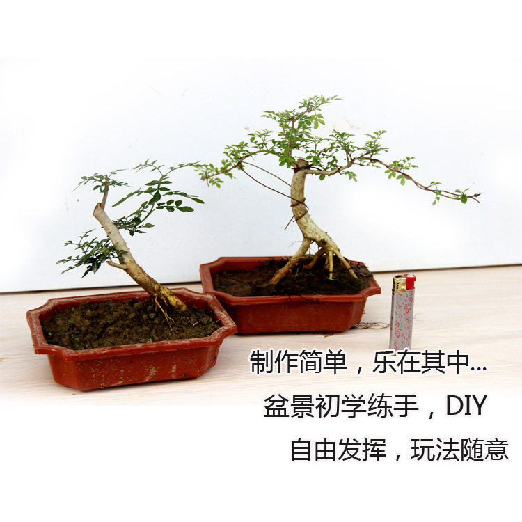 对节白蜡盆景苗 野生微型桌面盆栽素材适合微型盆景制作带盆发货