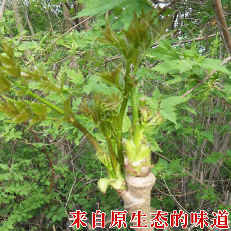 【野生刺老芽】刺老芽种子刺龙牙营养丰富补气安神祛风活血香椿芽