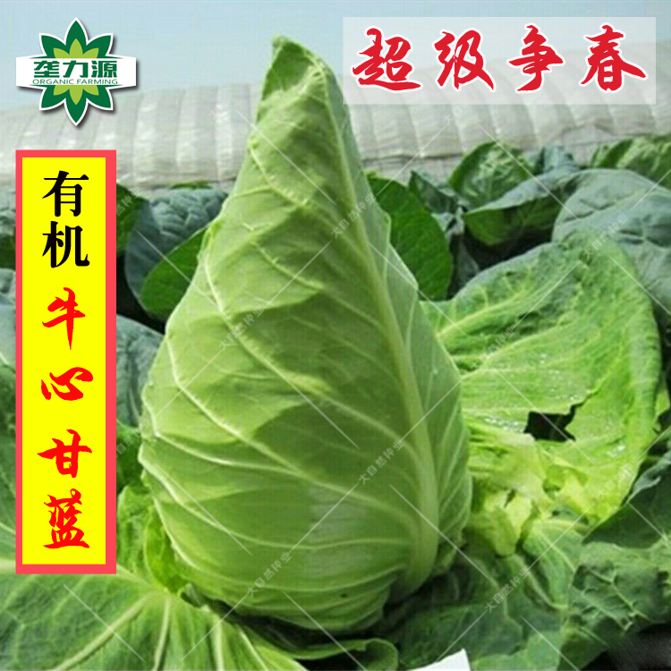 高产牛心甘蓝种子青甘蓝种子包心菜卷心菜夏秋季阳台包邮蔬菜种子