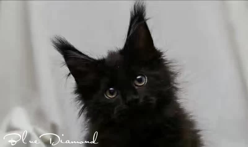 缅因猫活体宠物猫纯黑缅因猫缅因库恩猫