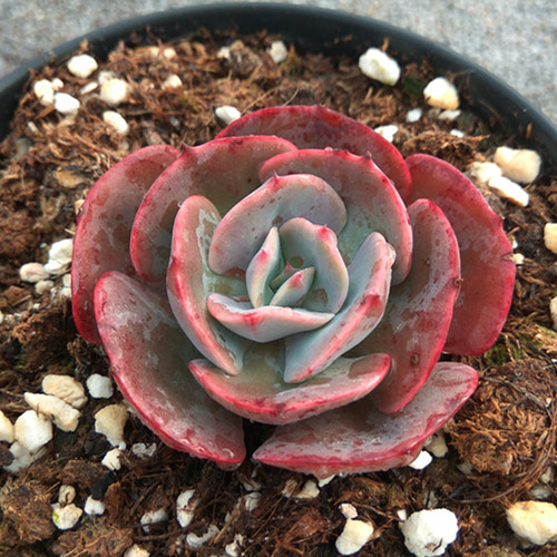 红粉台阁 室内盆栽多肉植物 新生多肉馆