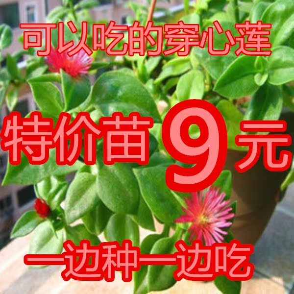 穿心莲 牡丹吊兰盆栽花卉绿植 室内阳台庭院蔬菜可食用盆栽吸甲醛