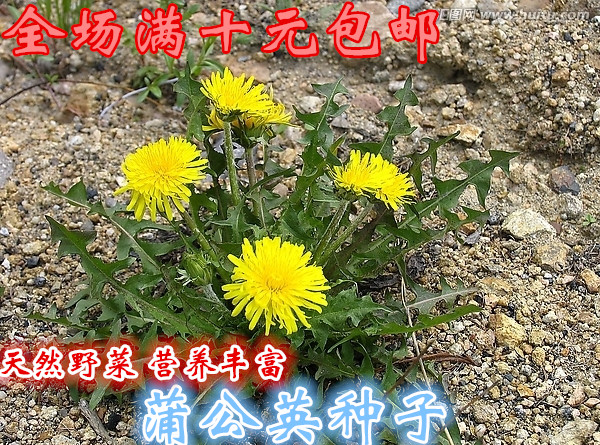 四季春夏秋播种  特菜野菜种子婆婆丁 草药蔬菜种子 蒲公英种子