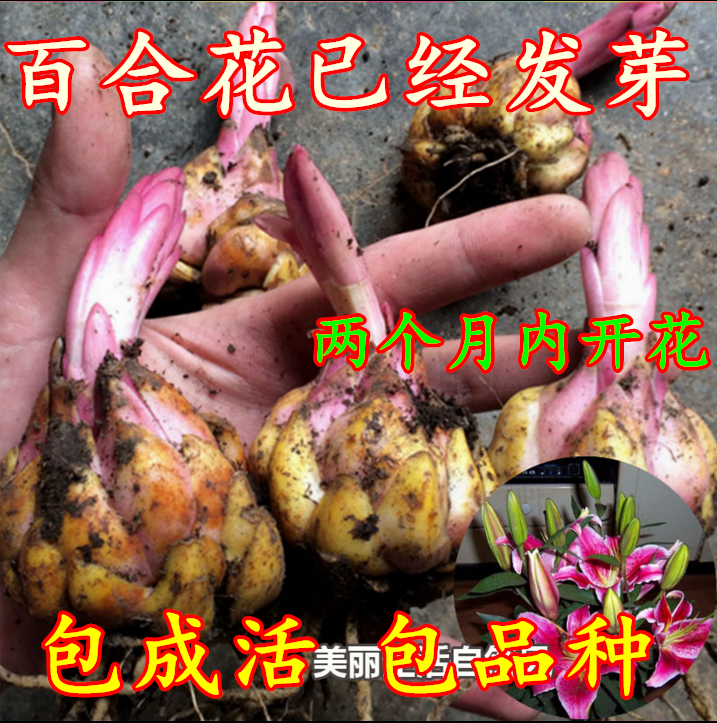 进口香水百合种球带芽四季绿植盆栽花卉种子室内外风信子花苗种球
