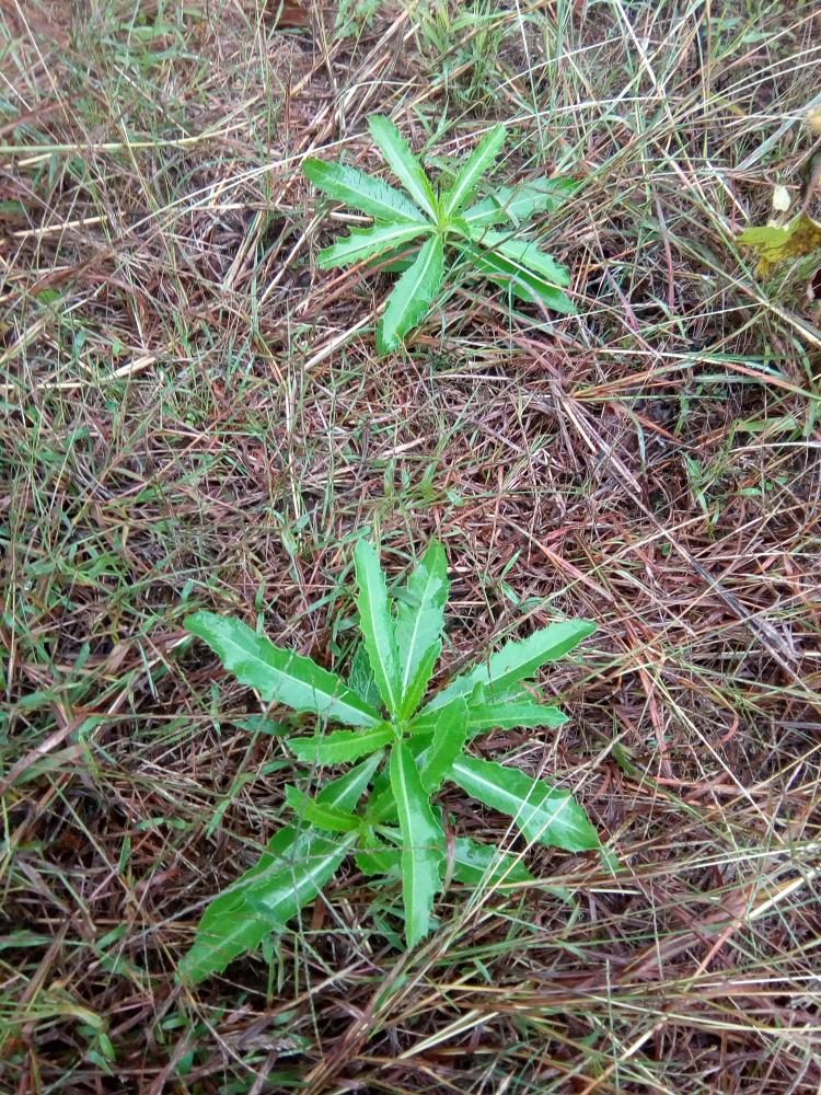 野生新鲜小蓟饮子小蓟菜刺角芽刺儿菜带根全草嫩草包邮现采现卖