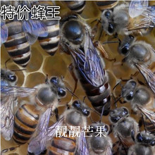 包邮 蜜蜂中蜂种王新王今年蜂王蜜蜂种蜜王优质中蜂蜂王种高产 促销