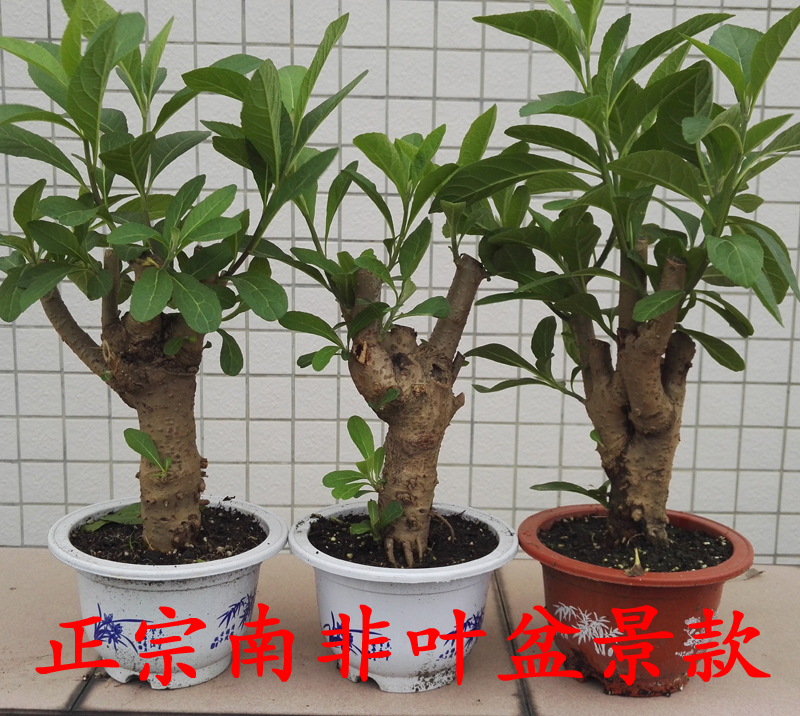草药苗阳台庭院热带植物盆栽苦树叶马来西亚南非叶树苗南非树植物