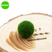 海藻球微景观桌面绿植球藻创意迷你水培植物 包邮 幸福毬藻 MARIMO