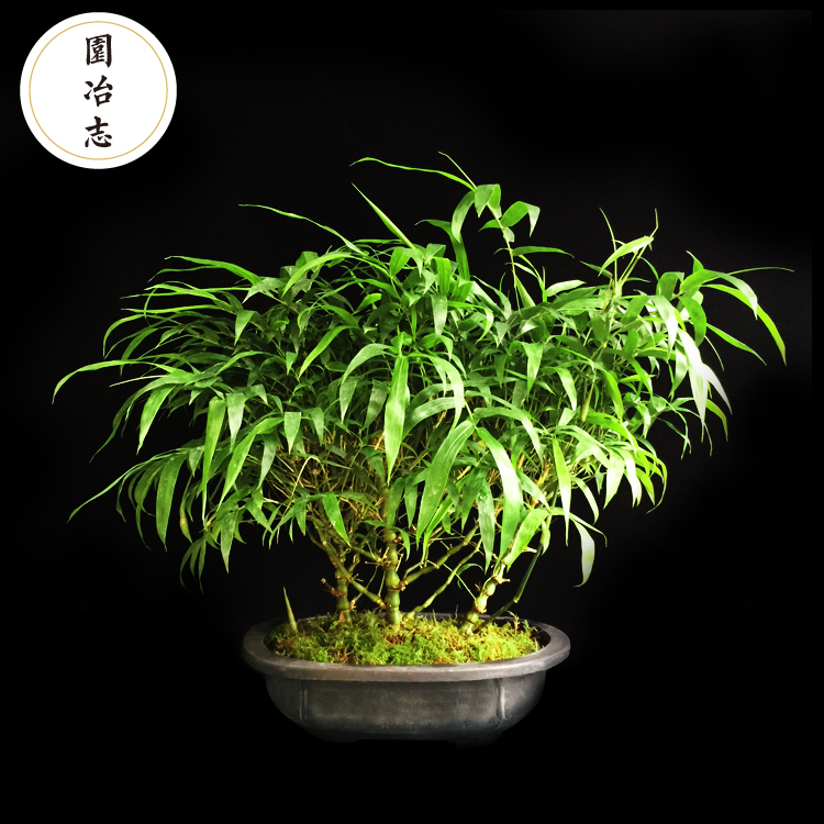 园冶志 入林 佛肚竹 青竹 罗汉竹 竹子 绿植苔藓盆栽文人盆景礼品