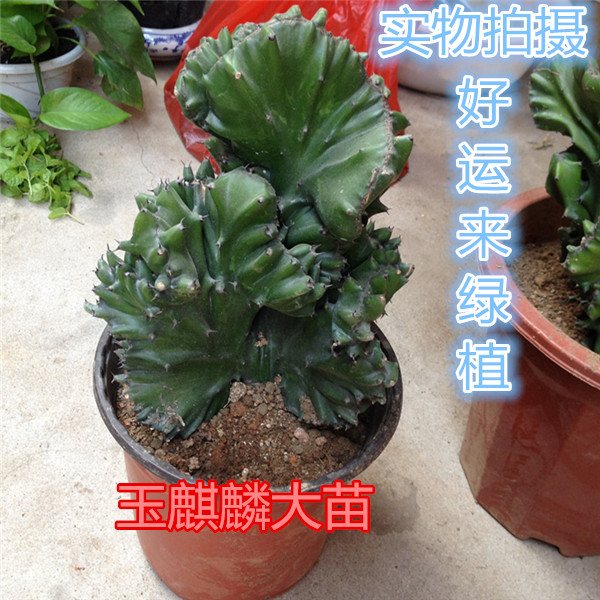 多肉玉麒麟 彩麒麟 麒麟掌盆栽仙人掌镇宅避邪室内吸甲醛防辐