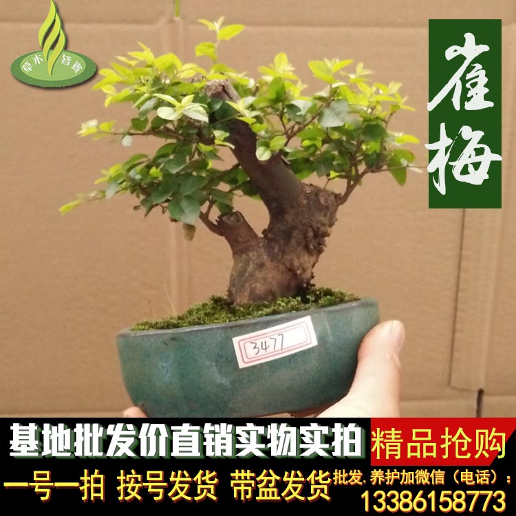 查看淘宝实拍雀梅盆景 微型盆栽 老根实物 批发绿植迷你树桩摆设礼品