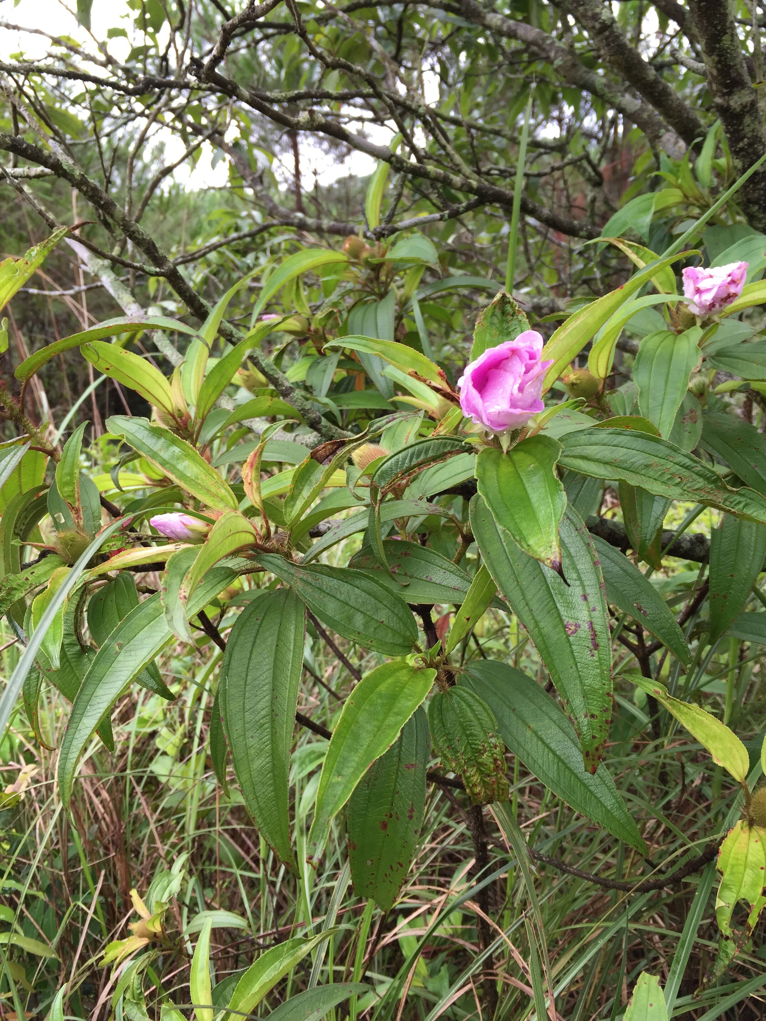 野牡丹树苗 地茄高脚稔野石榴树苗花瓣盆栽花卉 盆栽地栽花草树木