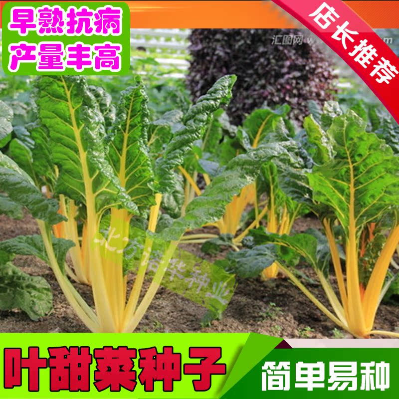 牛皮菜红梗菜 叶用红甜菜种子 蔬菜种子 四季播种 阳台盆栽夏季种