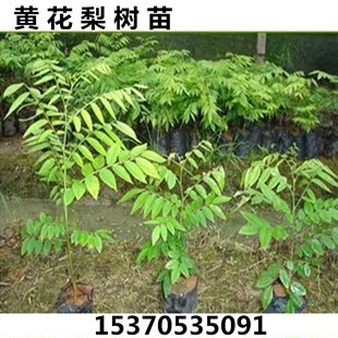 黄沙梨果树苗南北方种植耐寒梨子树苗 正宗嫁接沙梨苗黄花梨树苗