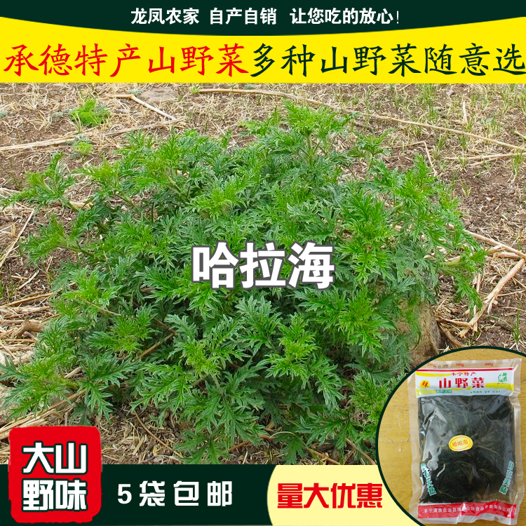 哈拉海 承德山野菜 螫麻子 小荨麻 大山野味 新鲜蔬菜 保鲜装包邮