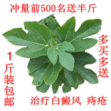 包邮 威海新鲜无花果叶子中药材叶枝根须现剪现发青皮无花果叶1斤