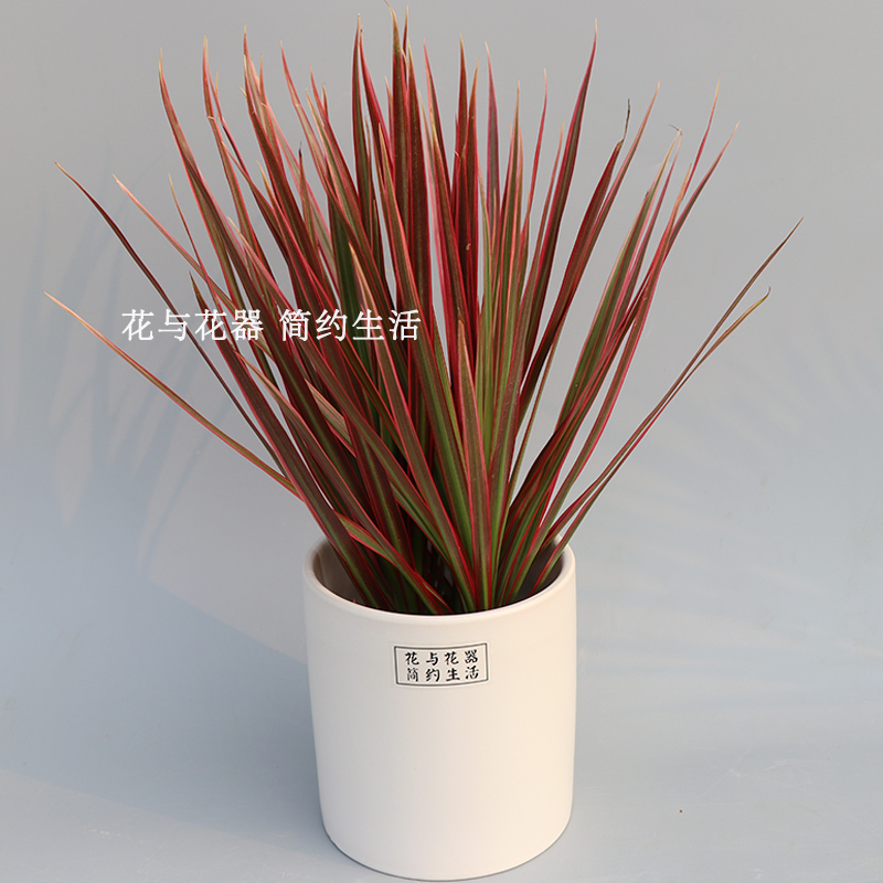 花与花器七彩铁千年木盆栽红竹观叶植物吸甲醛好养两盆包邮哦