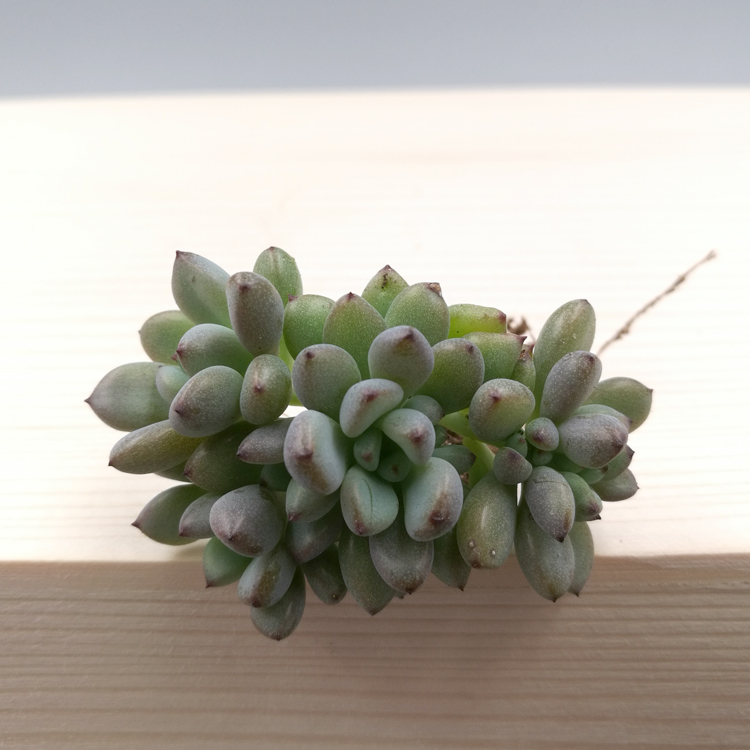 正品[黑莓军刀软件下载]黑莓瑞士军刀软件评测