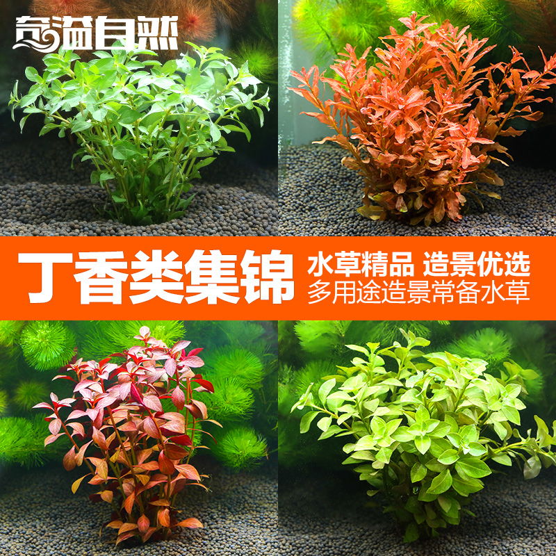 奇溢自然 水草豹纹丁香 水族箱鱼缸造景 活体水草迷你丁香10种集