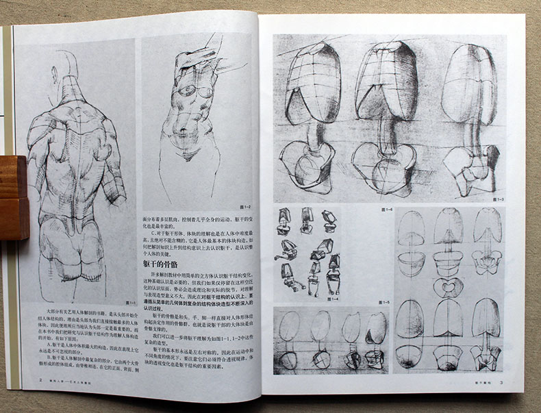 基础教学教材 人民美术出版社 孙韬/叶南/编著 艺用人体解剖学教材