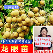 盆栽地栽龙眼桂圆苗嫁接树苗 四季蜜龙眼苗 石硖龙眼苗 龙眼苗