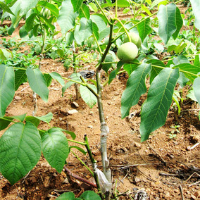 核桃树苗 8518 文玩狮子头碧根果核桃苗 南方北方种植嫁接果树苗