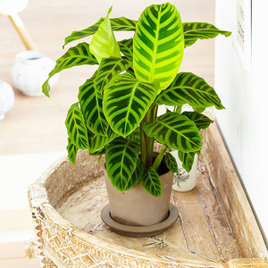 竹芋 观叶植物盆栽