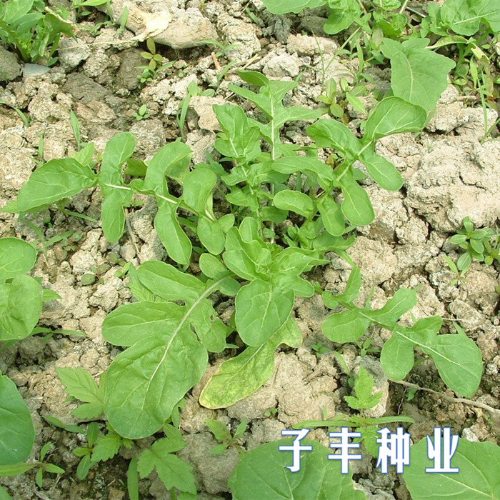 大叶臭菜种子东北野生特菜盆栽蔬菜青菜菜籽四季播保健菜臭菜种子