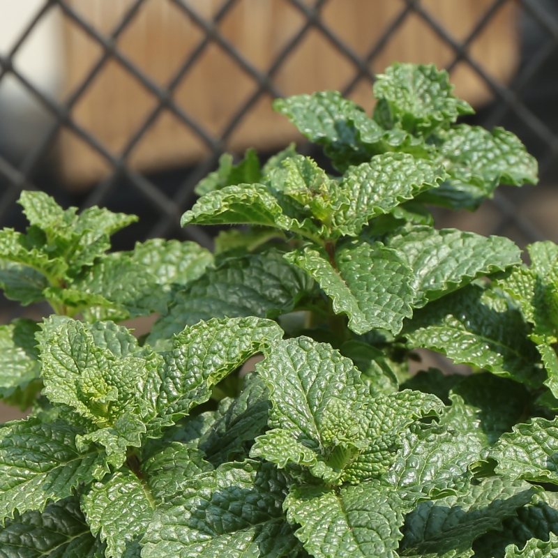 薄荷盆栽 包邮新鲜可食用薄荷叶办公室内盆栽植物提神图片