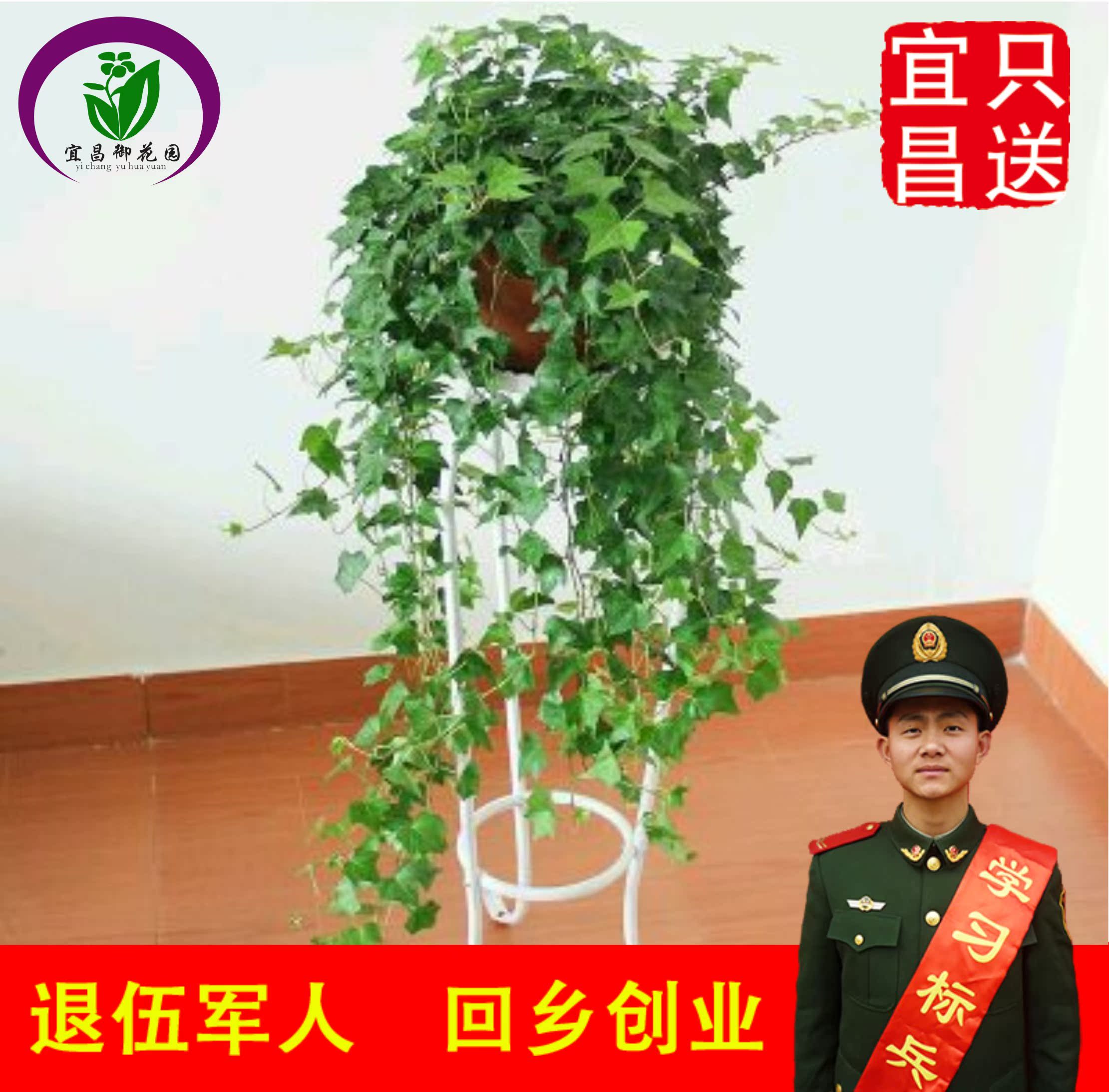 宜昌御花园 常春青藤绿植花卉盆栽吸甲醛二手烟净化空气 同城配送