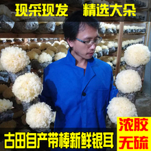 包邮 白木耳一棒3朵带菌棒特级共6朵活耳鲜银耳 500g新鲜银耳古田