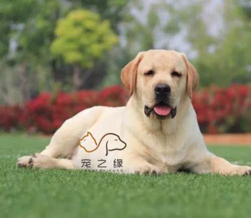 拉布拉多导盲犬幼犬寻回猎犬幼犬双血统宠物狗纯种出售训练成犬
