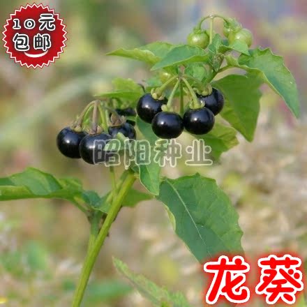 龙葵 黑天天 七粒扣 地葫草 天茄子种子 果实酸甜可食用 满包邮