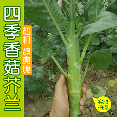 四季大笋芥兰种子香菇芥蓝种子 极早熟品种 20g 四季种 耐热 r