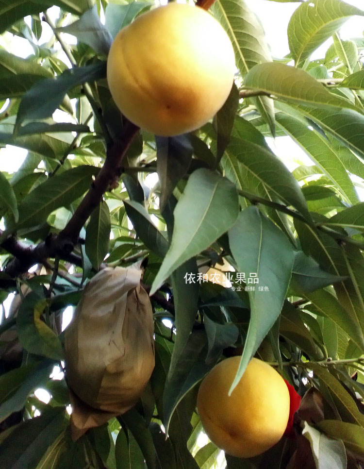 【现货6斤】陕西甜脆黄金蜜黄桃新鲜水果单果5两脆桃非水蜜桃