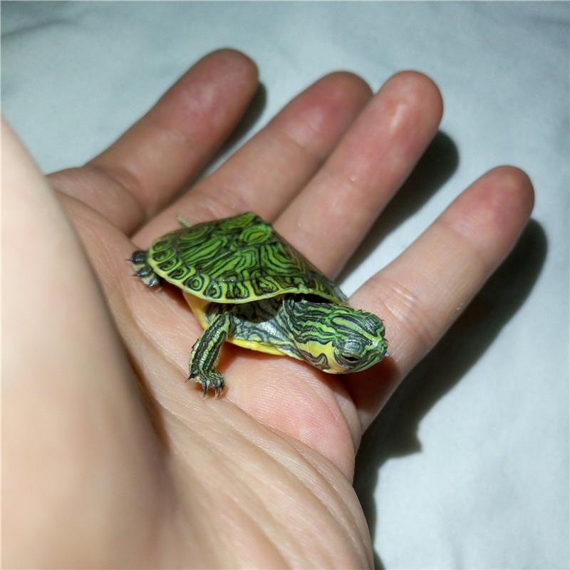 正品[巴西龟]小巴西龟多少钱评测 巴西龟怎么养