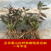 正宗霍山石斛苗 霍山红杆软脚铁皮石斛苗盆栽铁皮枫斗石斛苗