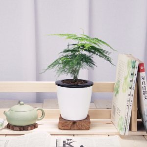 绿萝文竹发财树小盆栽