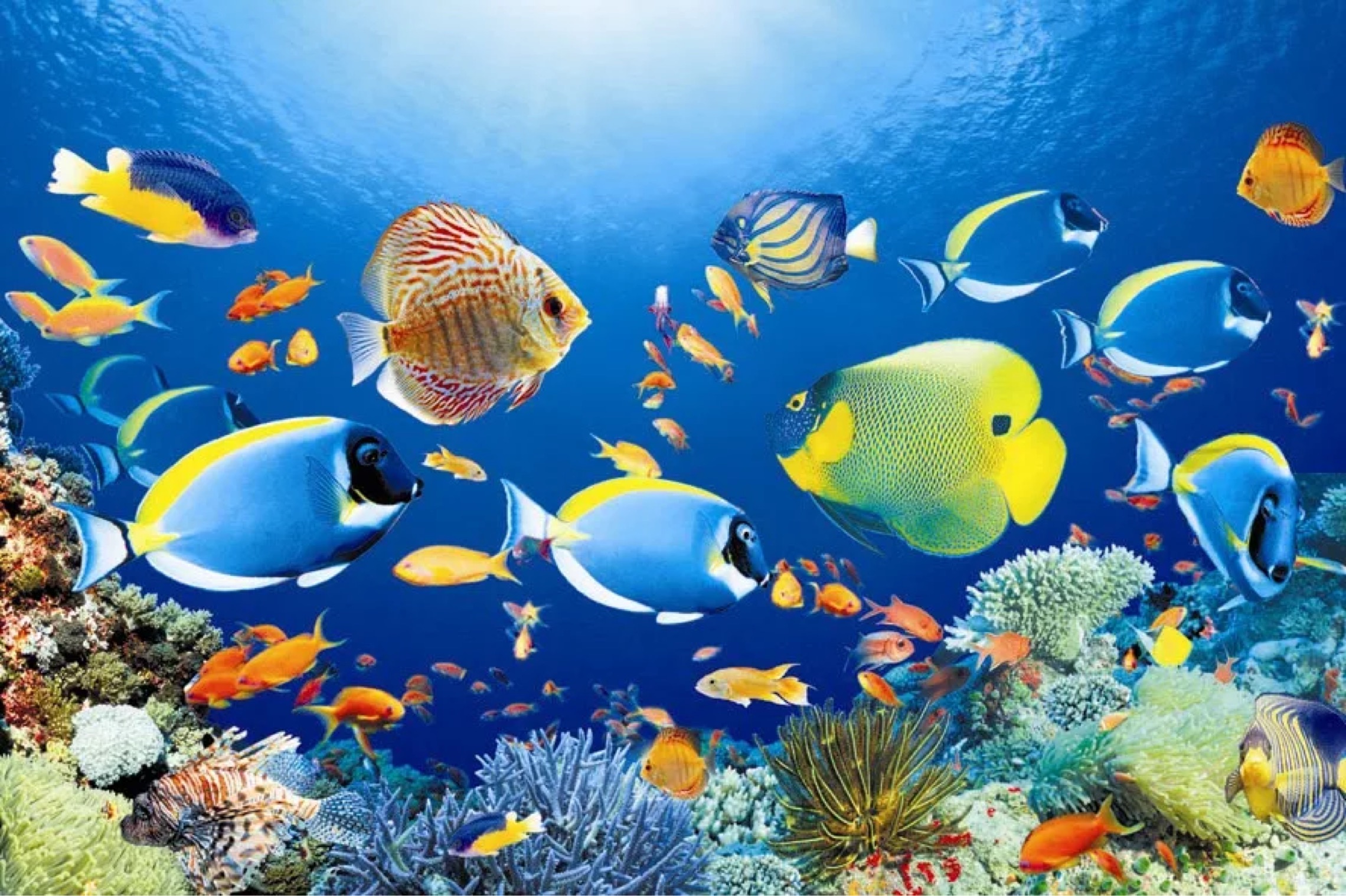 鱼缸背景纸高清壁画水族箱壁画贴纸水草海底世界造景装饰挂画海报