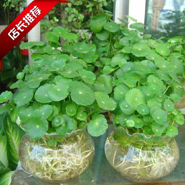 水培植物 铜钱草金钱草办公室桌面盆栽花卉室内净化空气绿植 带叶