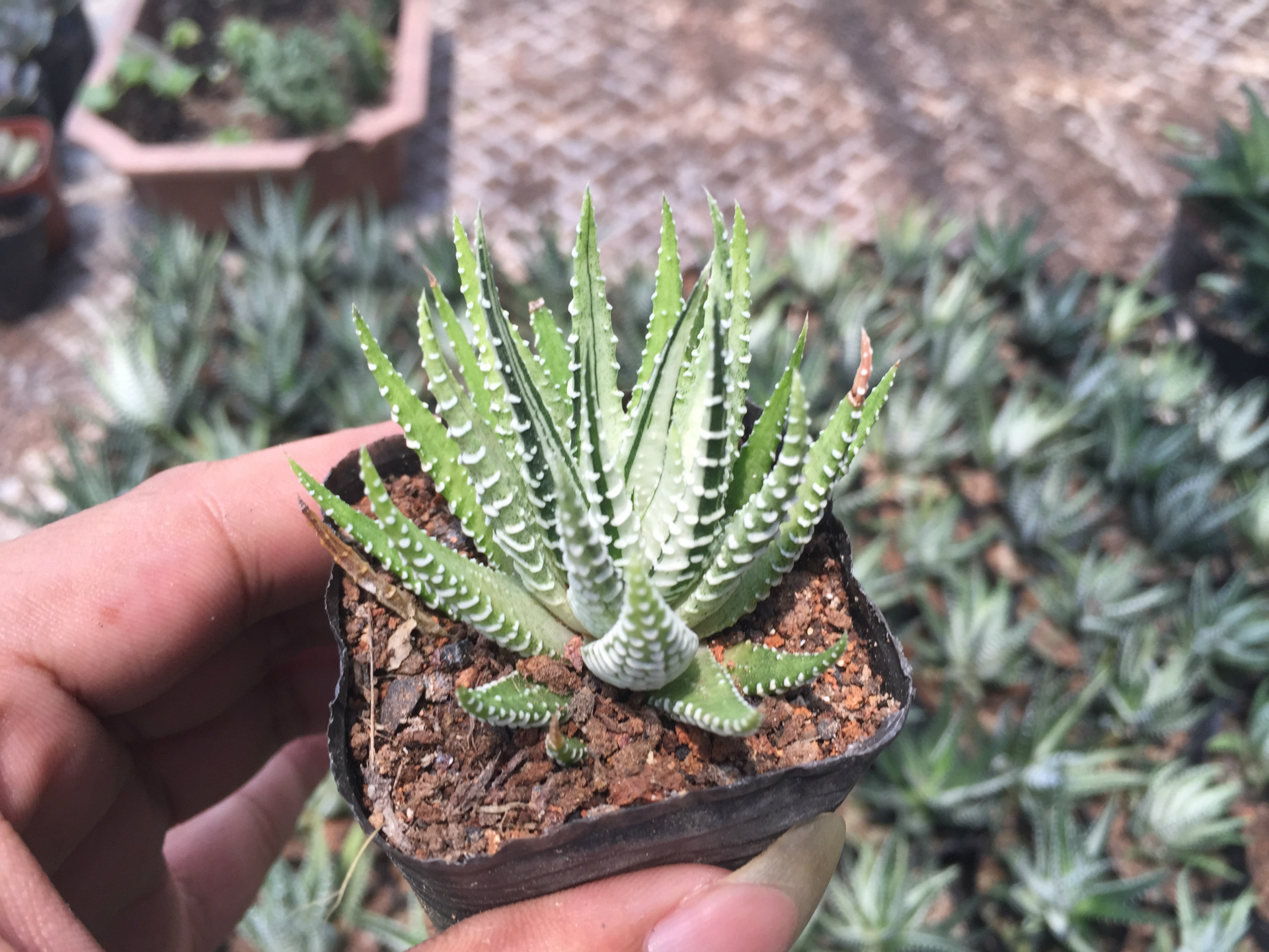 多肉植物条纹十二卷锦室内多肉组合小盆栽防辐射绿植花卉满额包邮